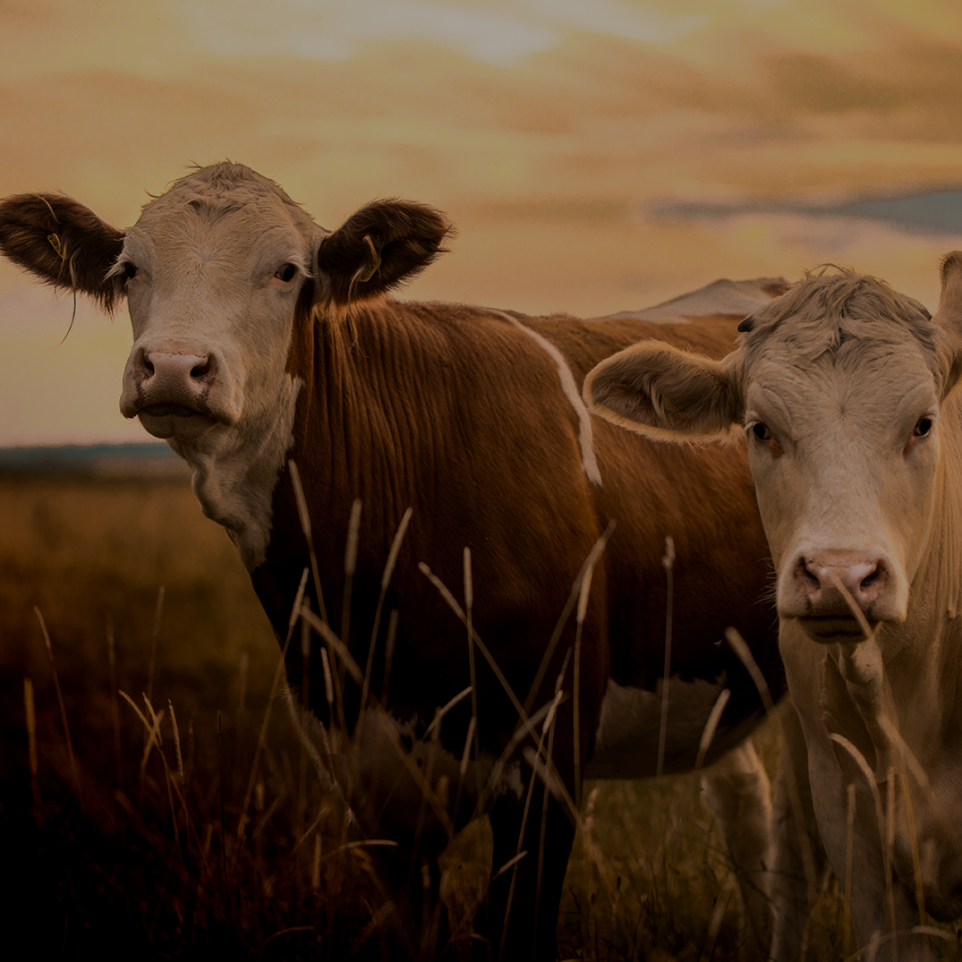 Cows in Field