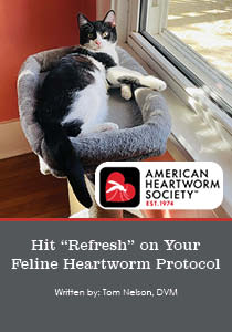 Hit "Refresh" on Your Feline Heartworm Protocol - Companion Article