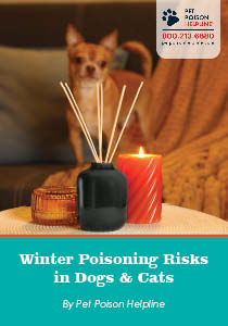 Winter Poisoning Risks In Dogs & Cats - Companion Article