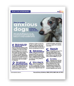 How To Soothe Anxious Dogs at Home and at The Veterinarian - Clinic Tool