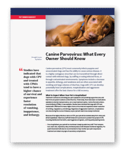 Canine Parvovirus: What Every Owner Should Know - Clinic Tool