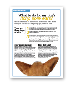 What To Do for my Dog's Itchy, Sore Ears? - Clinic Tool