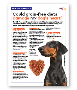 Could grain-free diets damage my dog's heart? - Clinic Tool