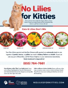 No Lilies for Kitties - Clinic Tool