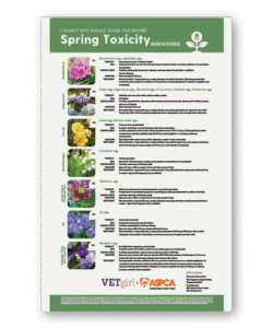 7 Plants Pets Should Avoid This Easter: Spring Toxicity QUICKGUIDE - Clinic Tool
