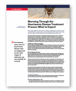 Worming Through the Heartworm Disease Treatment Process: What to Expect - Clinic Tool