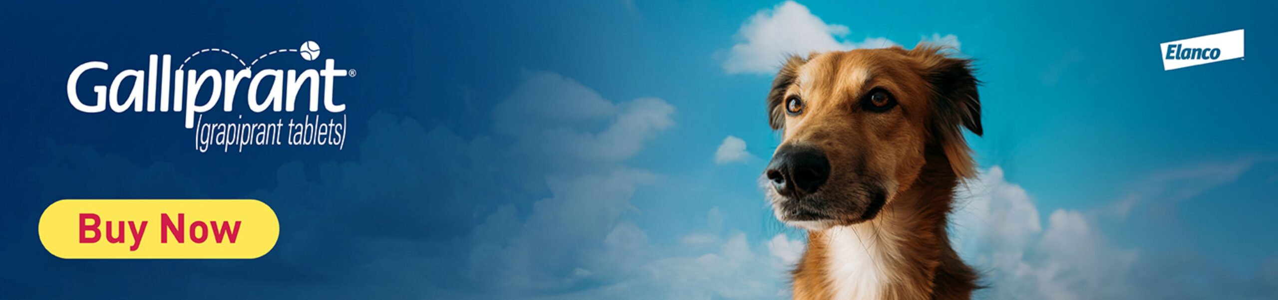 Elanco Galliprant Companion Banner July 2026