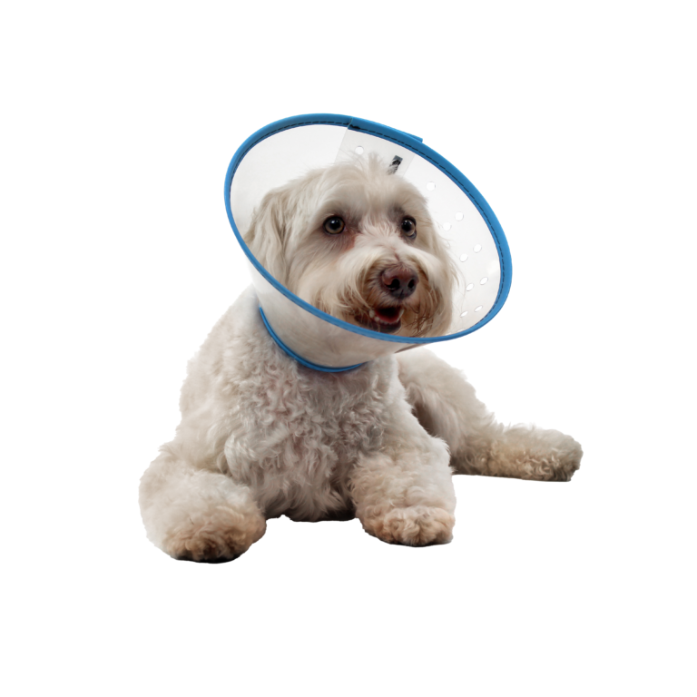 mVet QuickSnap Collar