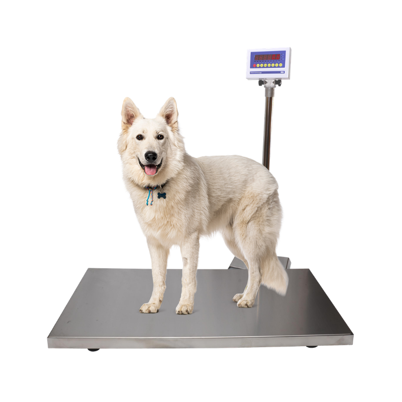 mVet Scale